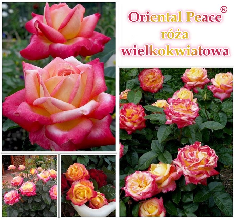 Oriental Peace róże wielkokwiatowe